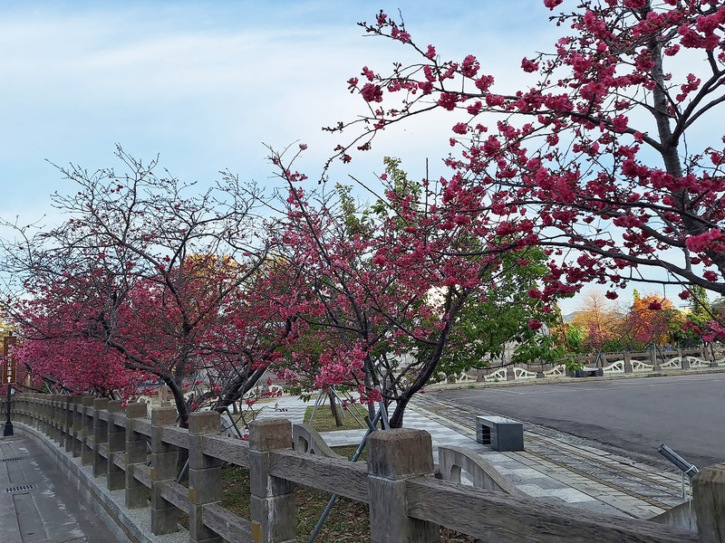 VIDEO: Cherry blossoms in Nantou's Sun-Link-Sea Forest attract crowds