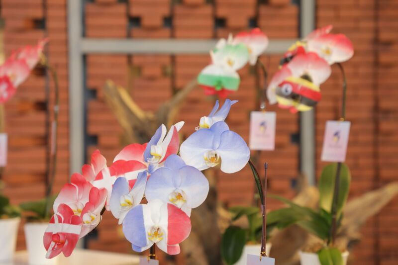 ICC Tainan to simultaneously host two major international orchid events