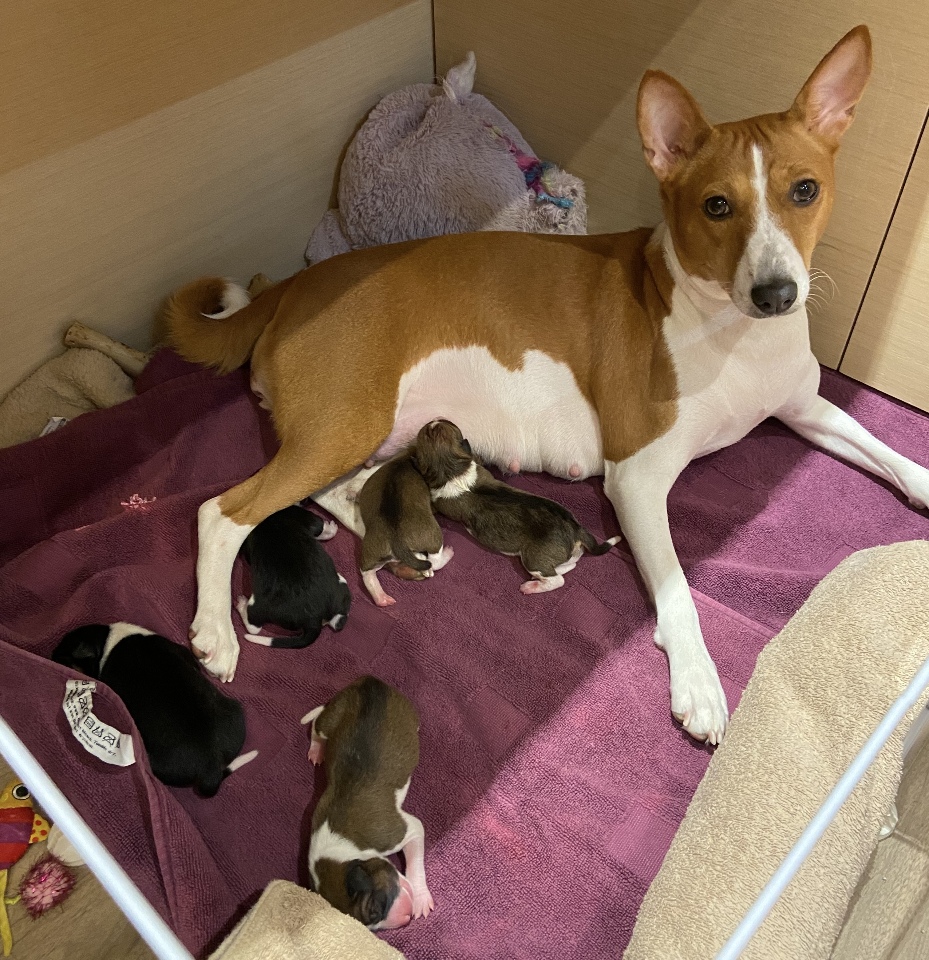 Lantern Festival, fake doctor, and puppies!