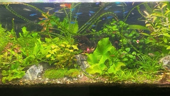 Shannon Larson on Aquariums