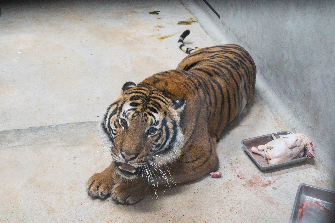 Students do farming, Blossoms bloom, and Tigers arrive