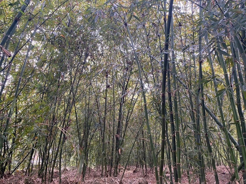 Logging ban compensation negotiations concluded, completing 2025 general budget