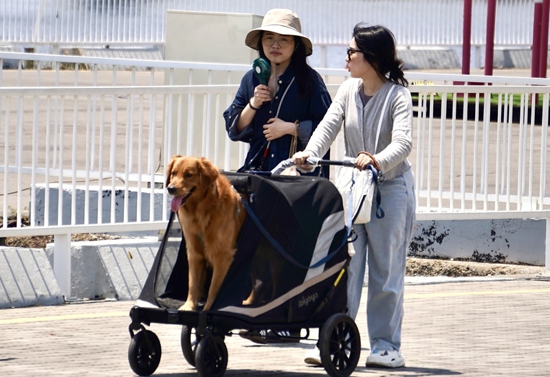 Pets over children, fake passports