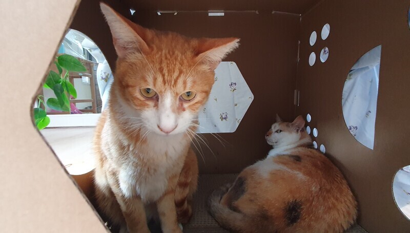 Taiwan sees drastic increase in cat and dog ownership