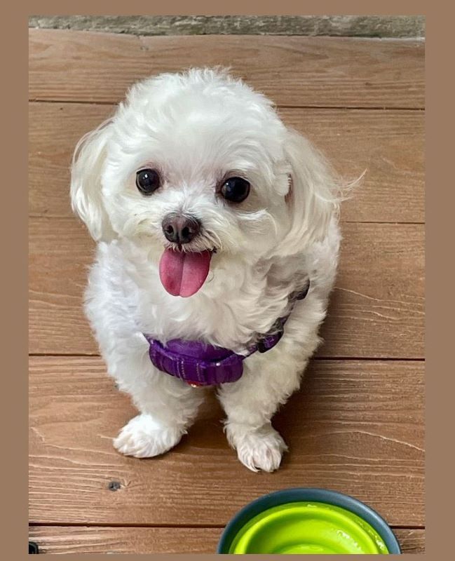 What kinds of pets are popular among Taiwanese people?