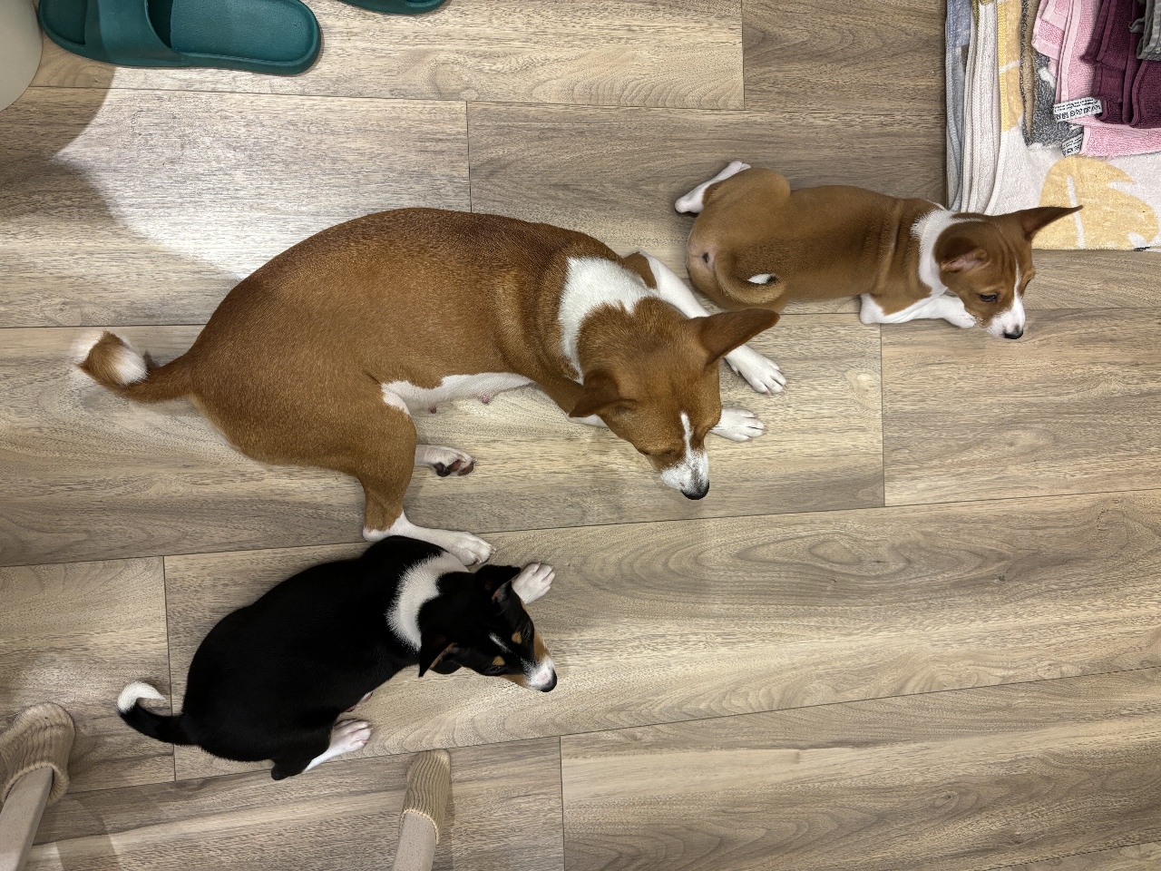 Is there really “responsible dog breeding?”