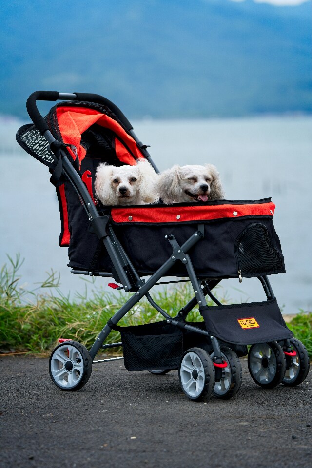 Treating pets like human babies