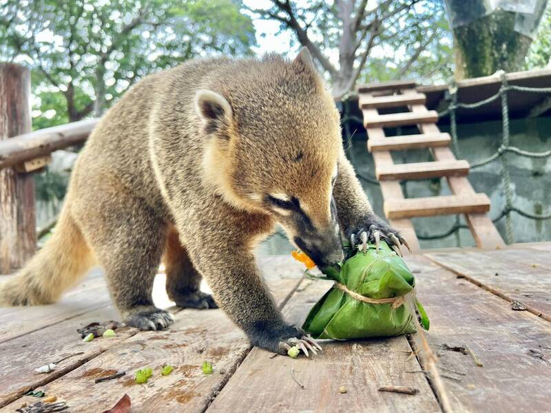 Kaohsiung’s Shoushan Zoo makes animals zongzi for Dragon Boat Festival