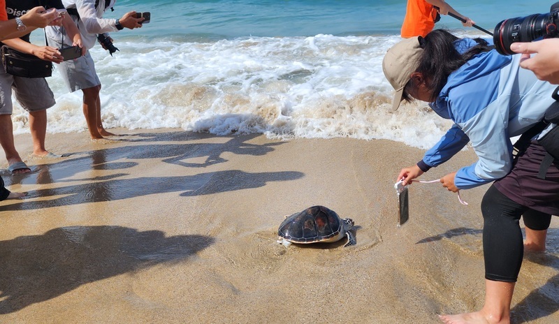 Trash treasures, Taichung heroes, and happy sea turtles