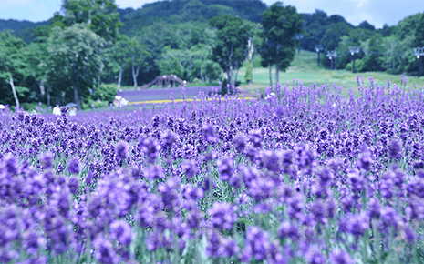 Juisui, Hualien and Numata, Hokkaido forge sister town ties