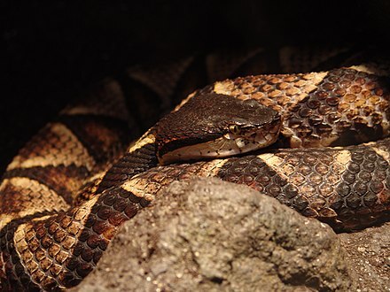 Are there dangerous animals in Taiwan?