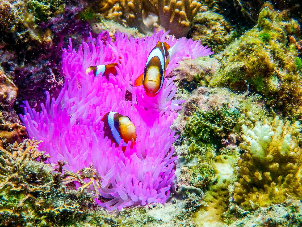 Are corals plants, animals, or rocks? | Ep3