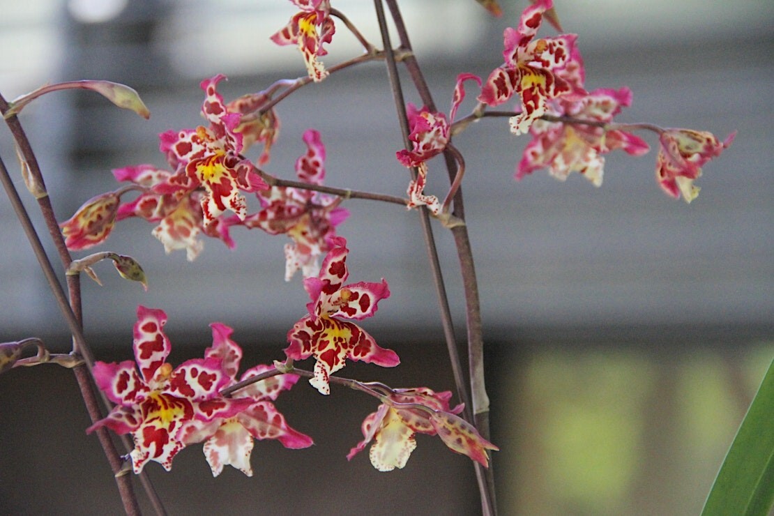 11th “Taiwan: A World of Orchids