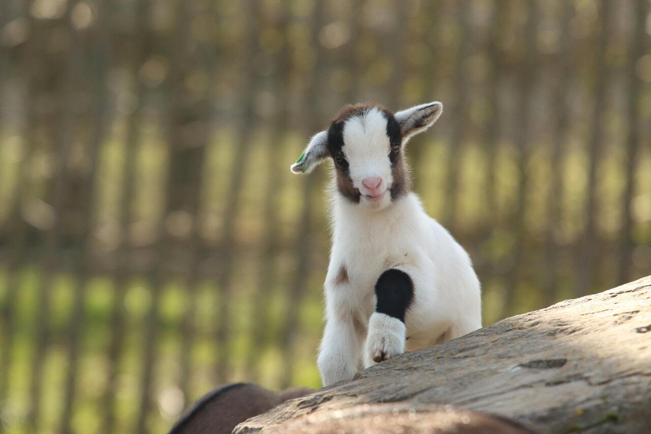Goats most effective way to clear farmland | Ep7