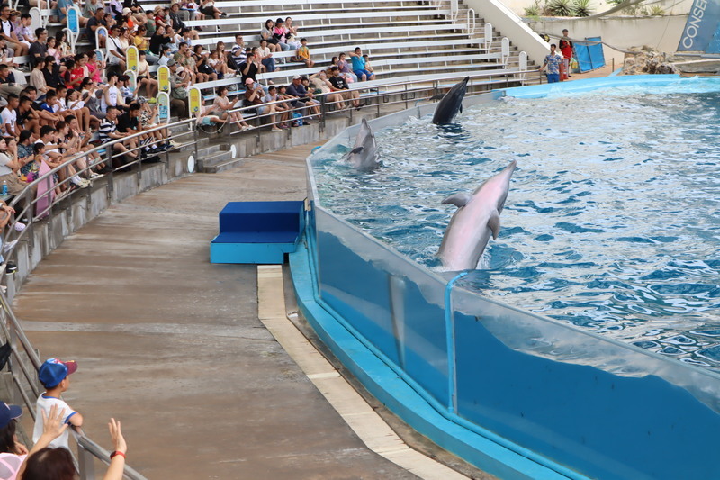 WATCH: Taiwan to phase out marine animal performances