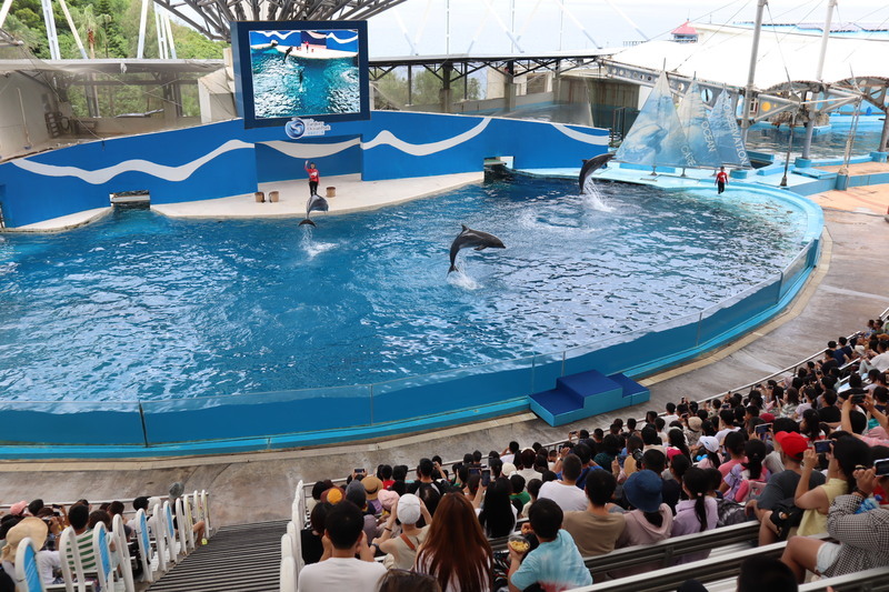 Animal performances and poker rings