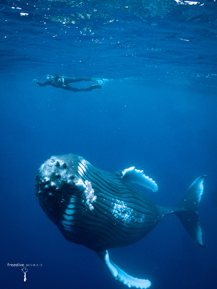 Beyond the Surface with Freedive Nomad