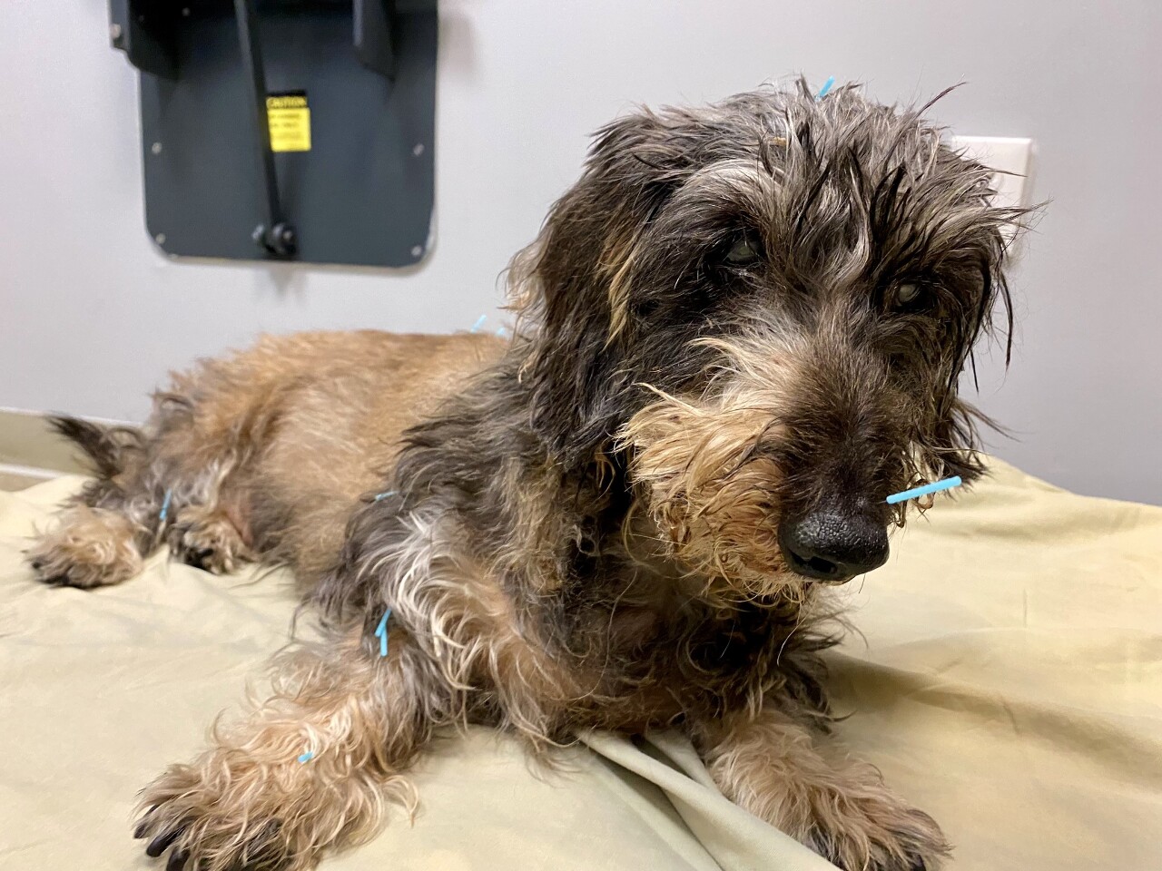 Veterinary acupuncture: An expanding method of treatment for pets in Taiwan