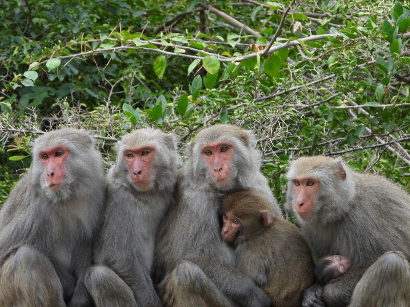 Human-monkey conflicts and Bruno Mars