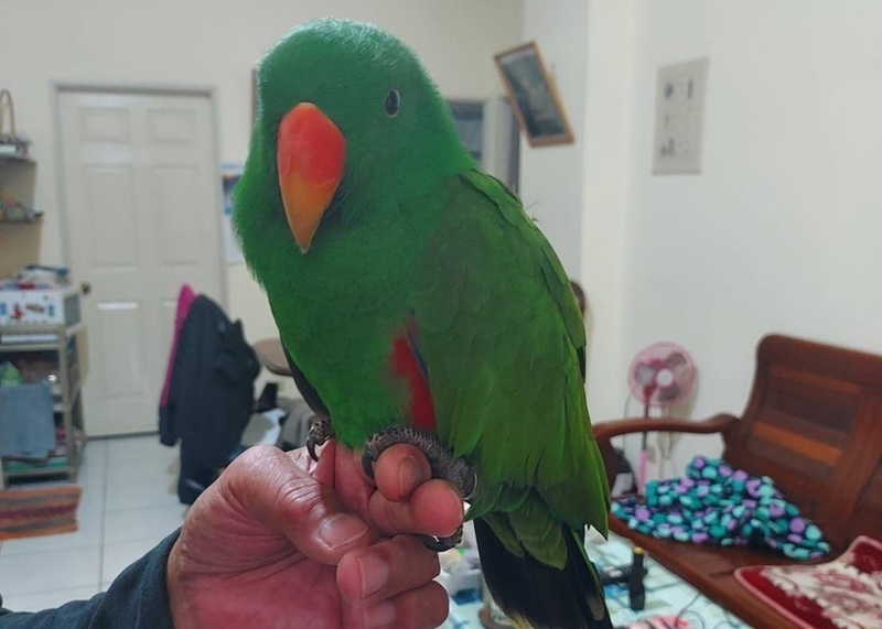 Delicious Mexican food and reunited parrots