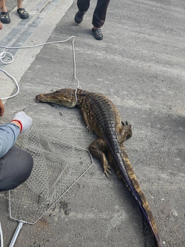 WATCH: 2-meter crocodile captured in Pingtung after 3-hour chase