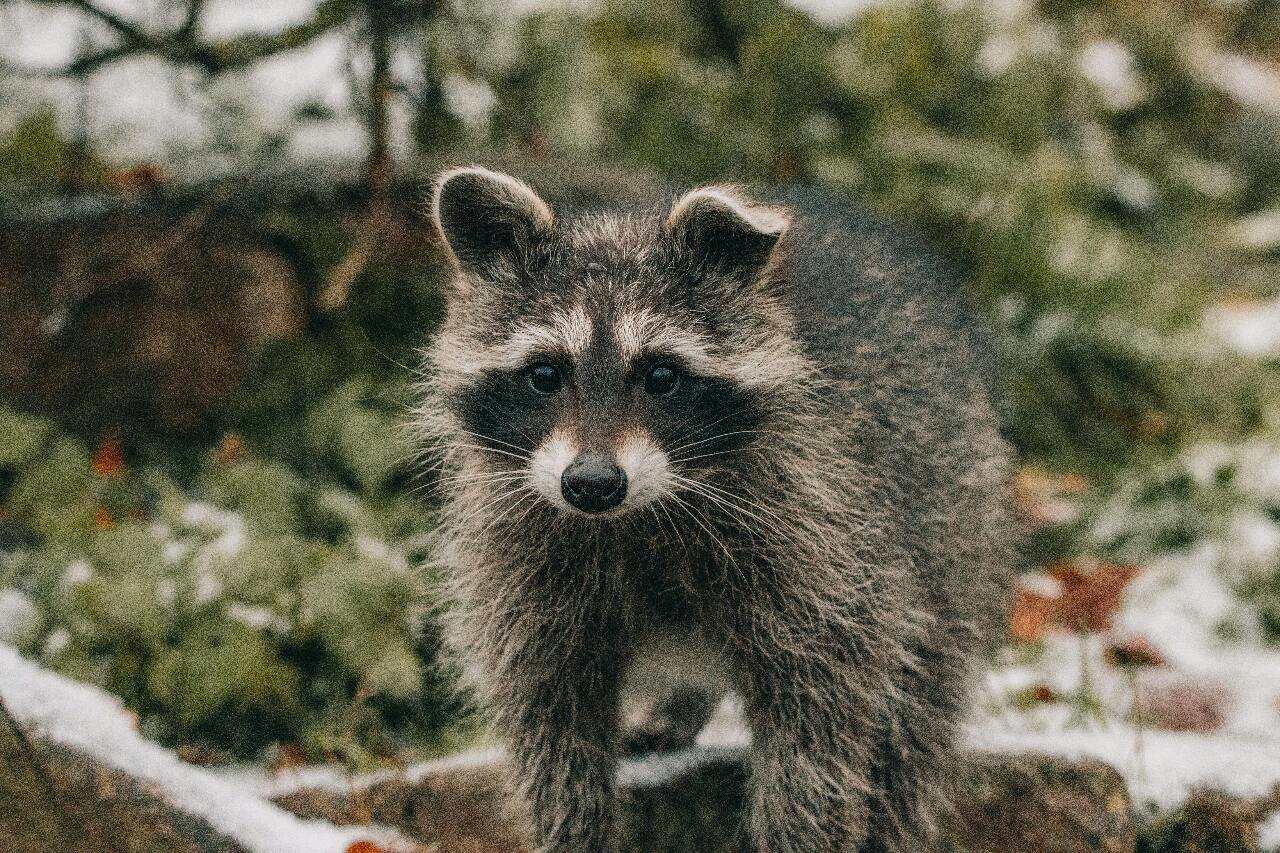 Hungry raccoons send woman fleeing from her home | Ep15