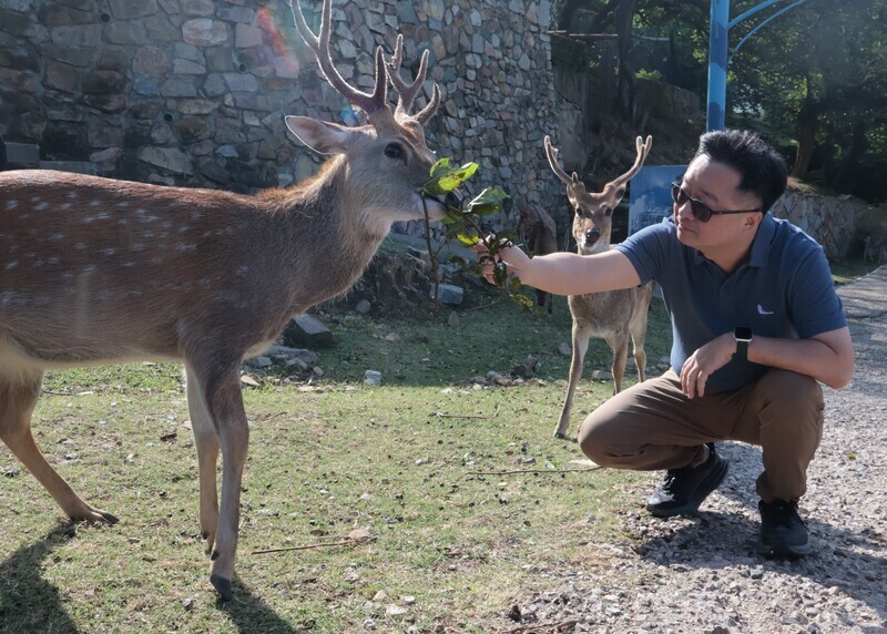 Two Formosan sika deer a gift for China and a symbol of peace