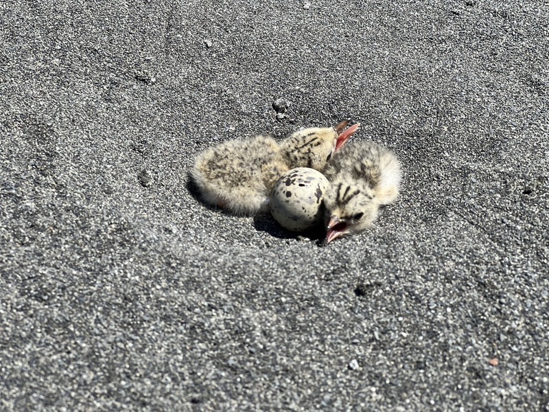 Little terns to fly to Taiwan for breeding season