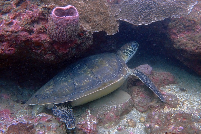 WATCH: Taiwan’s diving boom spurs growth and safety concerns