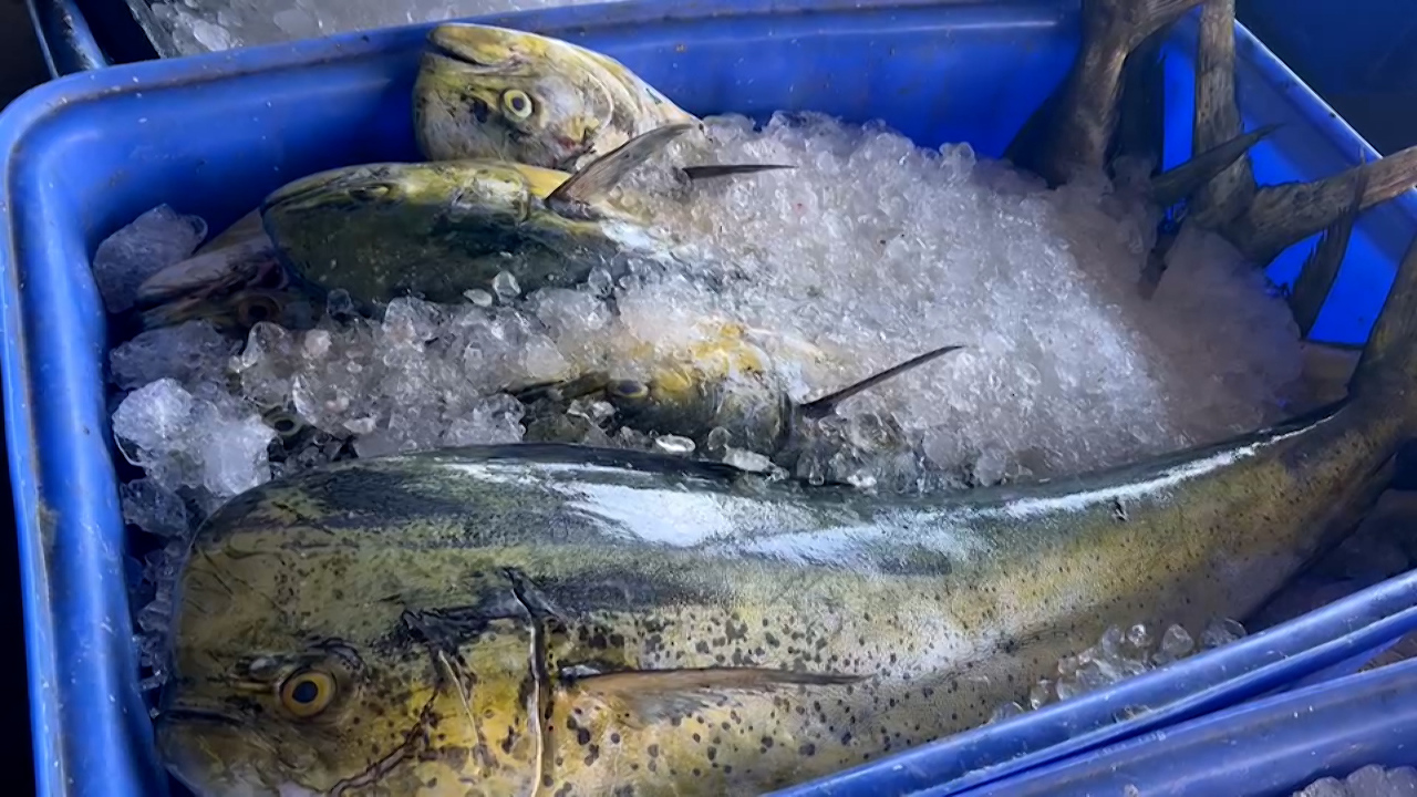 WATCH: Dolphinfish production raises by 1.7 times in Taitung