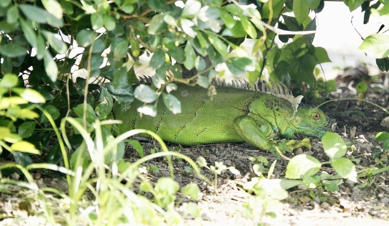 WATCH: Bounty for capturing green iguanas rises to NT$800 per catch