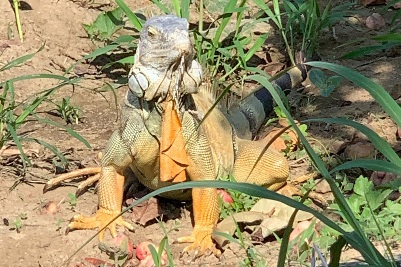 WATCH: Pingtung's battle against invasive green iguanas draws public response
