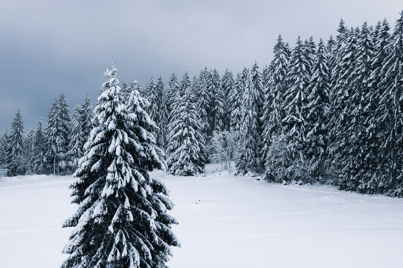 Winter Wonderland