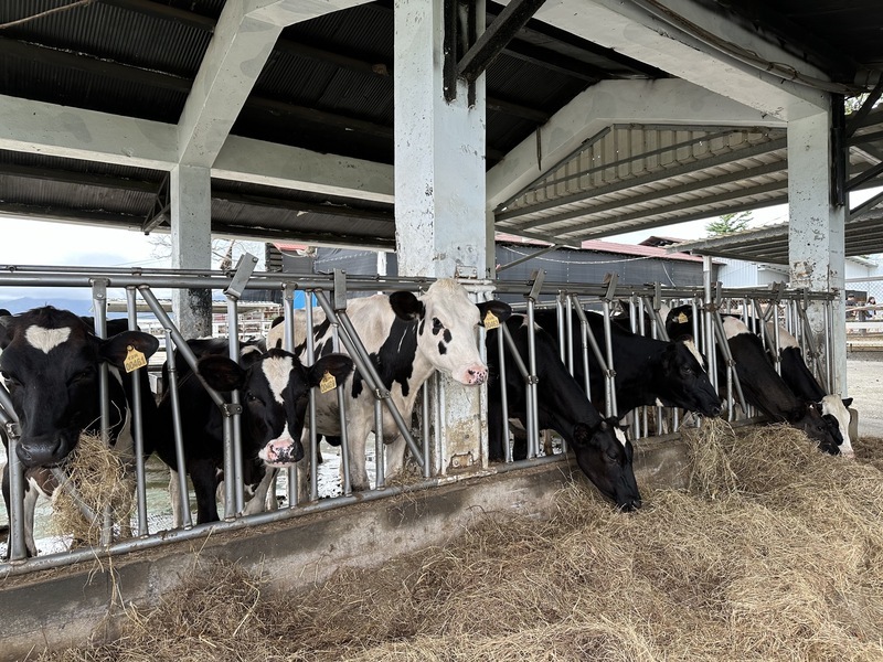 Agriculture Ministry strengthens dairy industry as NZ milk tariffs drop