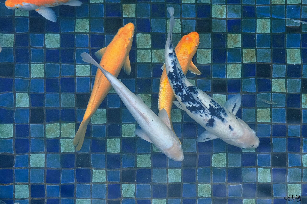 Decoding the art of the auspicious: Lucky carp