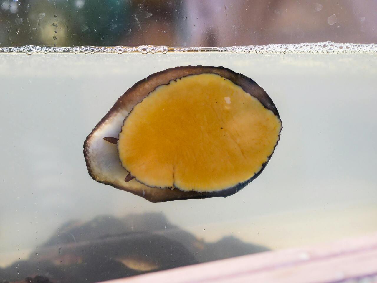 WATCH: Not (always) nine-hole abalone