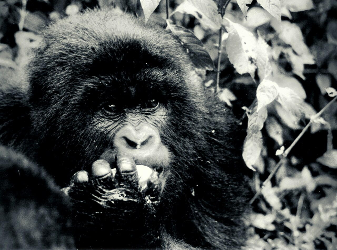 The Birth of the Transistor and the Dian Fossey Gorilla Fund