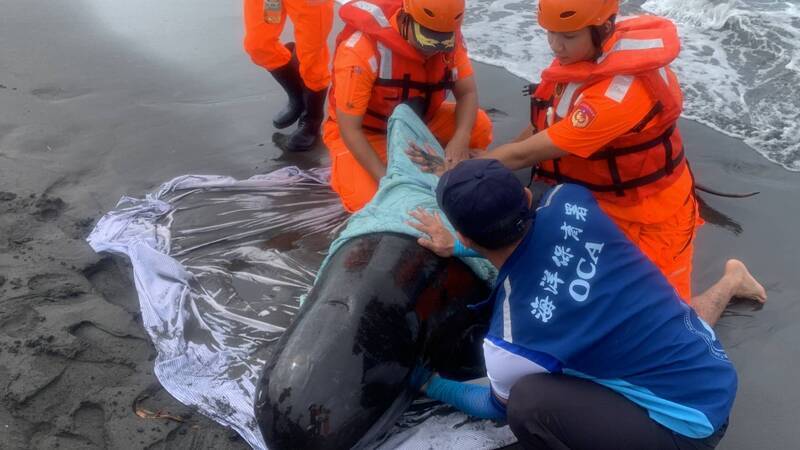 Taiwan's obesity rate, drugs in strollers and stranded marine animals