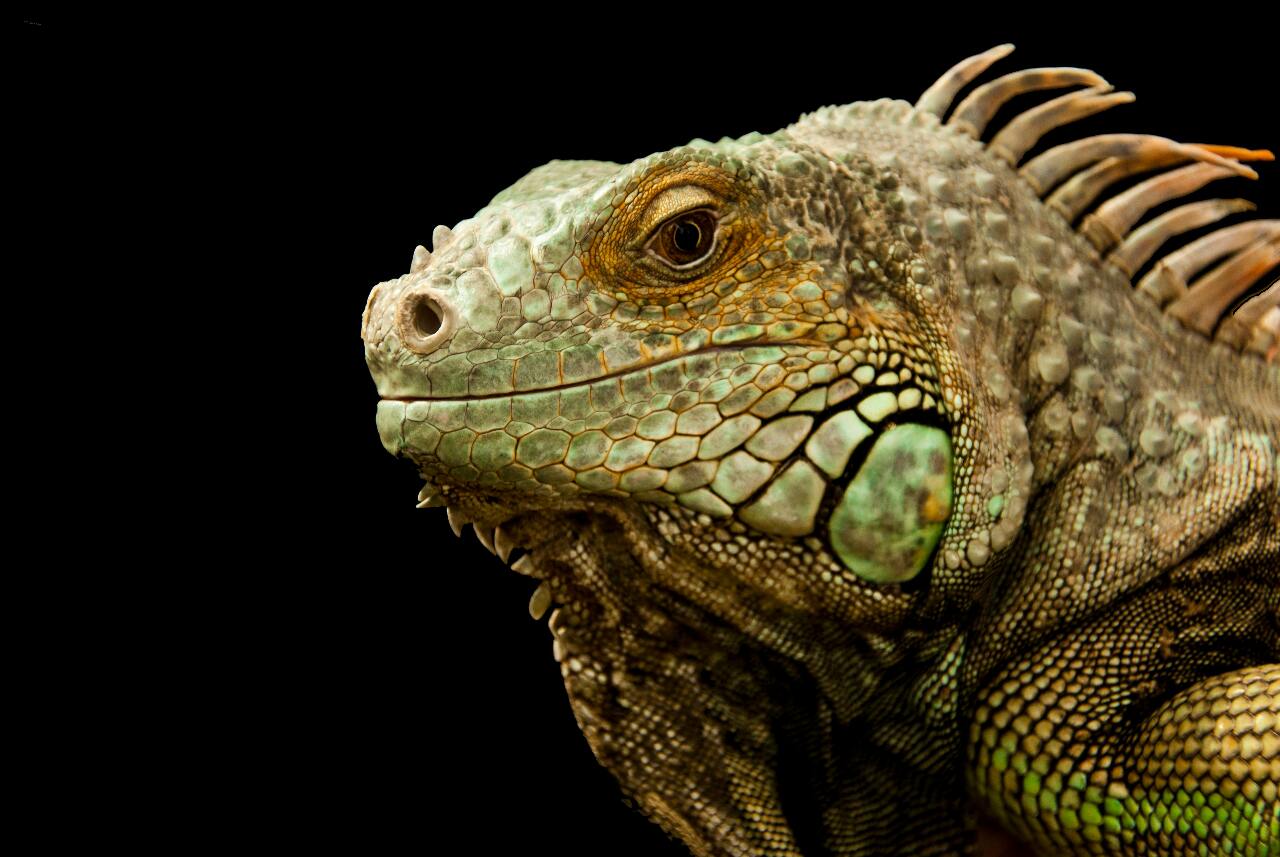 Lizards back on the chopping block as more cities reinstate bounty | Ep29