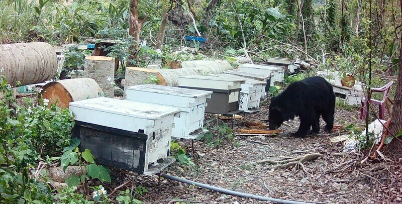 Earthquakes, Illegal Breeding, and More Bears