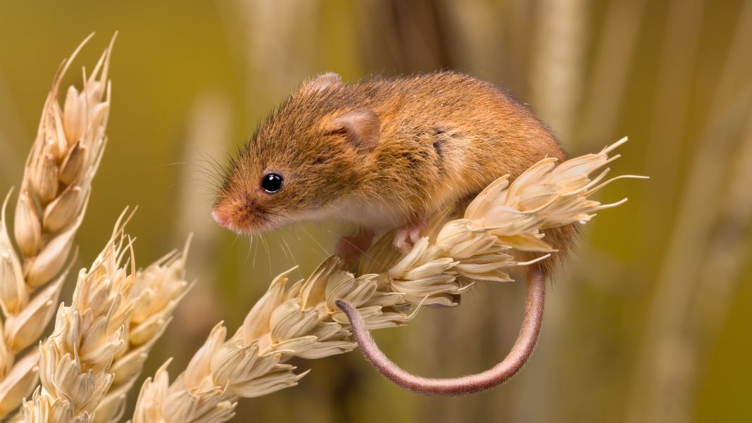 Mrs. Frisby and the Rats of NIMH: The Cycle of Goodness