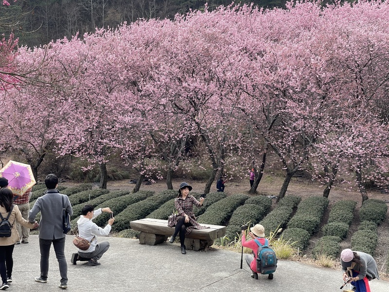 WATCH: Cherry blossoms bloom in Taichung and Nantou