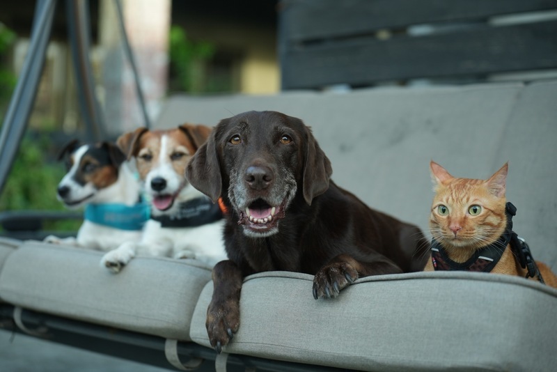 A pet memorial, lost trekkers, and mermaids