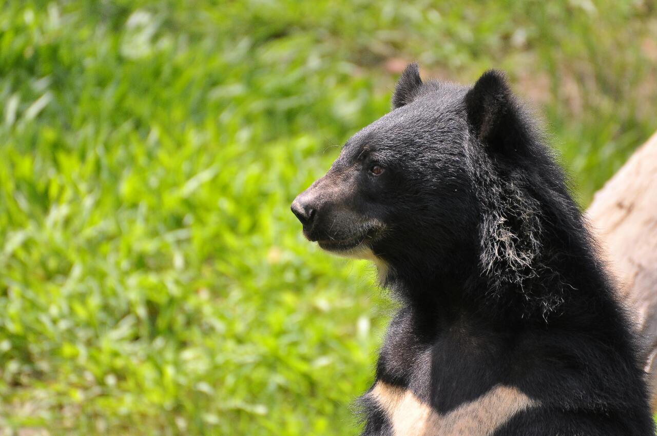 Formosan black bears have never attacked humans | Ep34