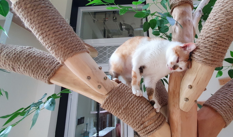 WATCH: Taiwan’s businesses invest in booming pet market