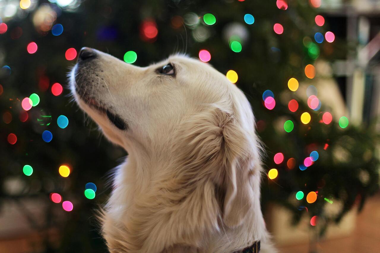 How to tell if your dog has OCD | Ep36