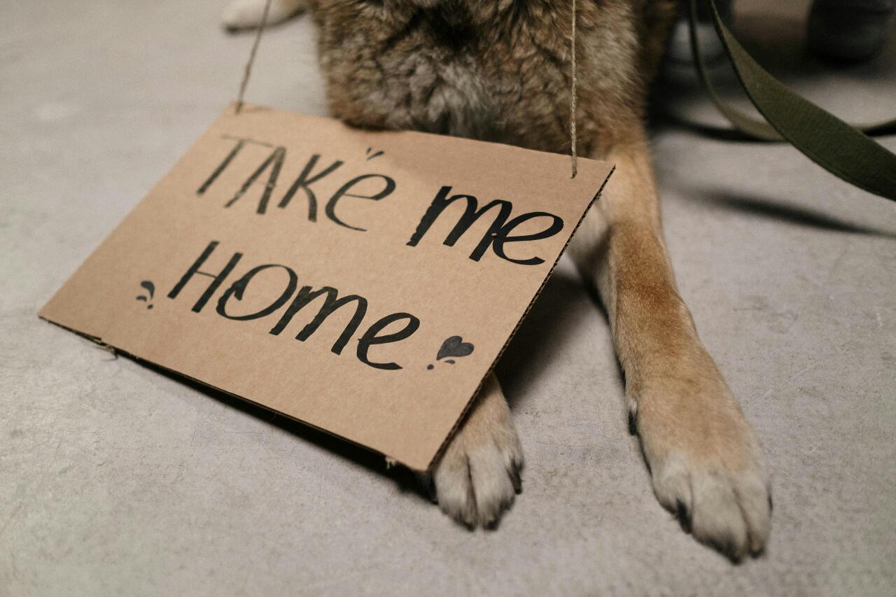Animals Rights, Welfare, Rescue: What's the Difference?