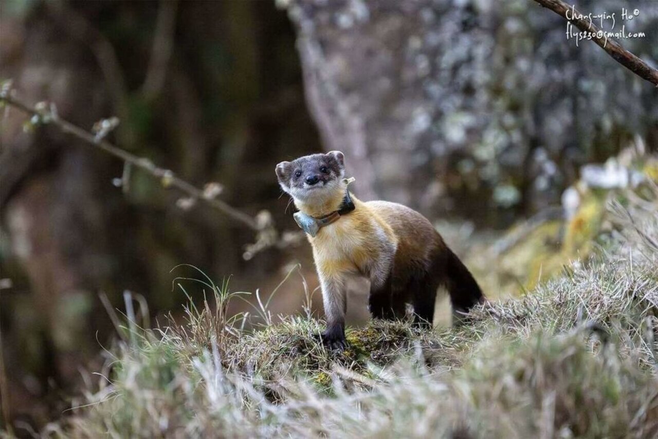 Taiwan's weasel weasels their way toward new prey | Ep41