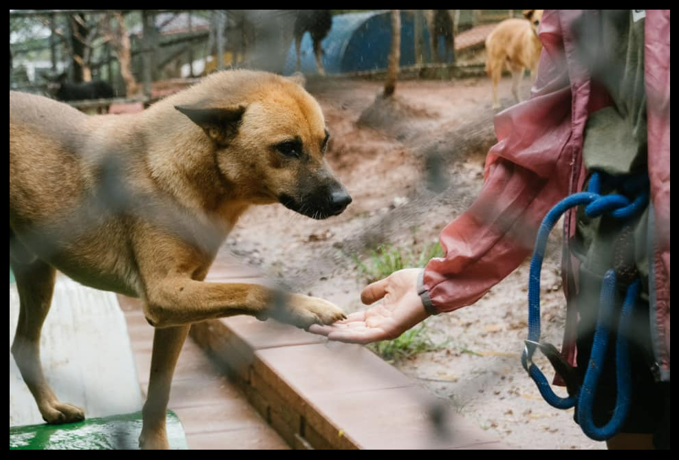 What are the lives of Taiwan's stray animals like?