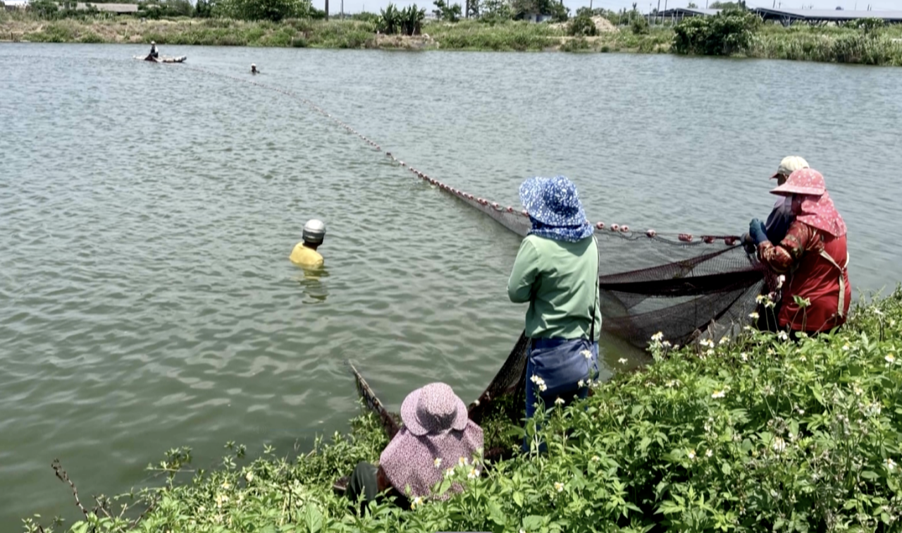 WATCH: Chaiyi fisher helmets up to dodge leaping fish